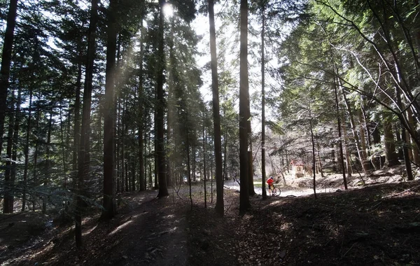 Limanowa Polonya Mart 2021 Uzun Ağaçlarla Çevrili Ormandaki Dağlara Yürümek — Stok fotoğraf