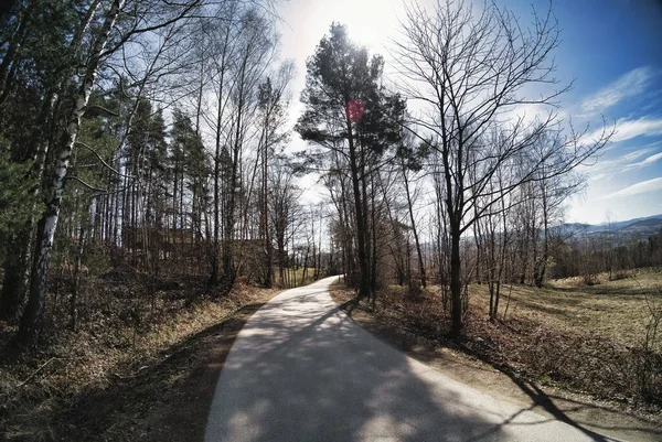 Limanowa Güney Polonya Gölge Gündüz Vakti Yapraksız Uzun Ağaçlar Arasında — Stok fotoğraf