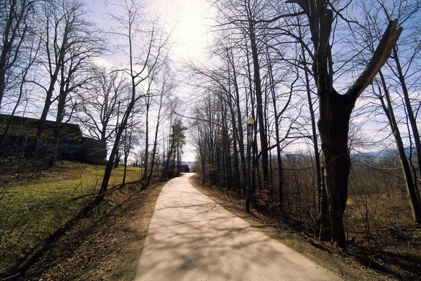 Limanowa Güney Polonya Yapraksız Ağaç Tüneli Dar Yolu Romantik Büyüleyici — Stok fotoğraf