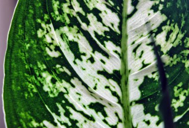 Aglaonema kostatum, benekli yeşil olarak adlandırılan bir çiçek bitkisi türüdür. Görüntü, yeşil yaprak üzerinde oluşan soyut doku beyaz noktalarını gösteriyor. Ev içi bitki.