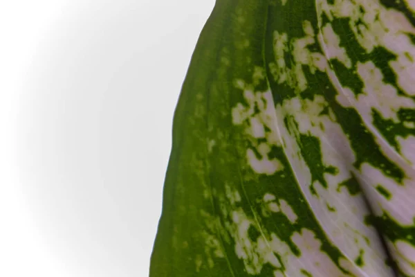 Aglaonema Costatum Called Spotted Evergreen Species Flowering Plant Image Showing — Stock Photo, Image