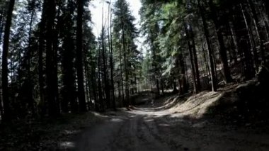 Gündüz vakti yüksek dağ ağaçlarıyla çevrili toprak bir yolun görüntüsünü yukarı kaldır. Limanowa 'daki Polonya dağları.