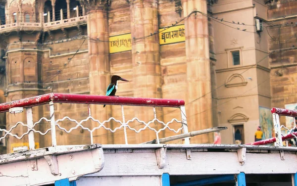 Vitstrupig Kungsfiskare Halcyon Smyrnensis Fågel Sitter Ett Staket Staden Varanasi — Stockfoto