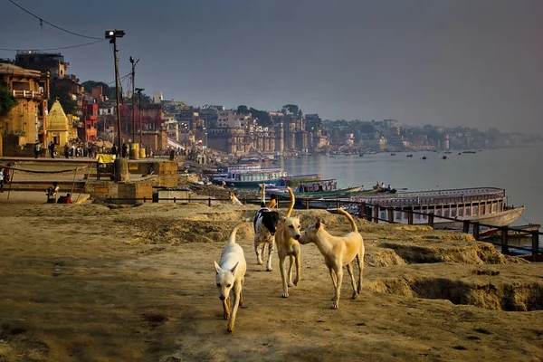 Varanasi Indie Listopad 2016 Širokoúhlý Záběr Bandy Indických Pouličních Psů — Stock fotografie