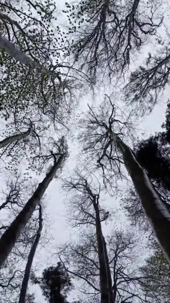 Vista Baixo Ângulo Árvores Altas Dançando Movendo Fortemente Devido Tempestade — Vídeo de Stock