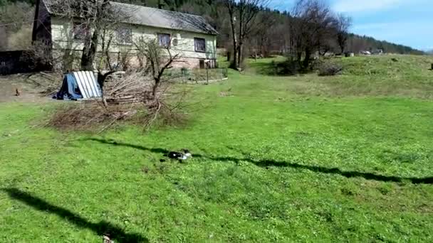 Limanowa Polônia Amplo Ângulo Tiro Campo Verde Com Alimentação Pato — Vídeo de Stock