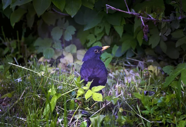 Female Common Blackbird Species Thrushes Yellow Beak También Conocido Como — Foto de Stock