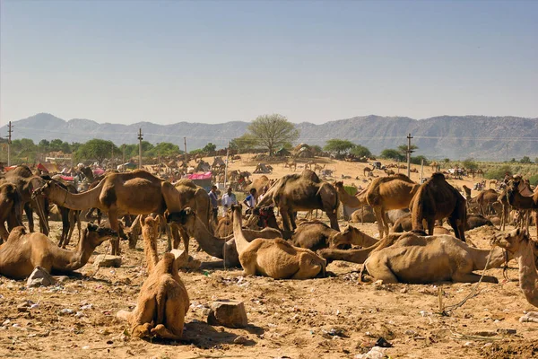 Pushkar India Noviembre 2016 Manojo Camellos Sentados Desierto Festival Camellos —  Fotos de Stock