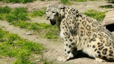 Himalaya kar leoparı Panthera uncia uzanır ve bir tarlada yürür, hayvanat bahçesinde esaret altında güzel irbis, gün içinde dinlenen zarif ve tehlikeli bir kedi.