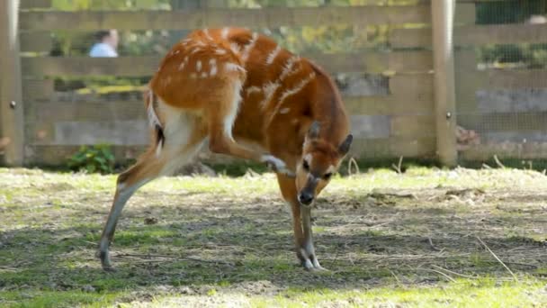 Batı Sitatunga Tragelaphus Spekii Gratus Geyiği Genç Sitatunga Dişi Antiloplarının — Stok video