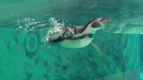 Гумбольдтський Пінгвін Також Відомий Чилійський Пінгвін Перу Плаває Під Водою — стокове відео