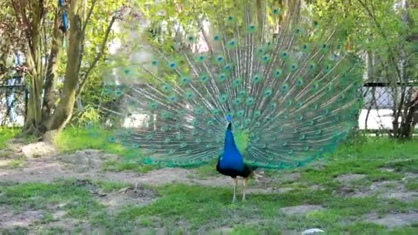 Dancing Male Peafowl Peacock Pavo Cristatus Iridescent Neck Head Feathers — Stock Video