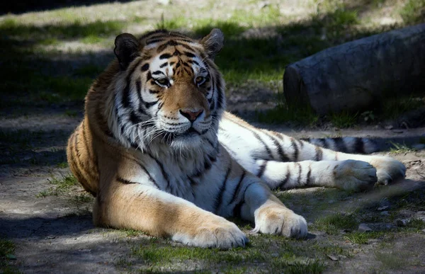 시베리아 호랑이 Panthera Tigris Altaica 세계에서 고양이이다 줄무늬가 긴장을 풀거나 — 스톡 사진