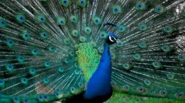 Dans eden erkek Peafowl veya tavus kuşu, Pavo kristali, yanardöner boyun ve kafa tüyleri ve arkasında ayrıntılı kuyruğu ile.