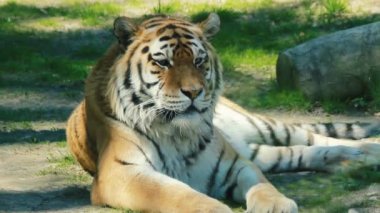 Sibirya kaplanı, Panthera tigris altaica dünyanın en büyük orman kedisidir. Çizgili hayvan dinleniyor ya da dinleniyor