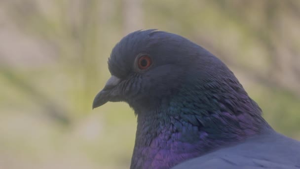 Macro Tiro Olho Pássaro Feche Tiro Olho Pombo Piscando Olhando — Vídeo de Stock