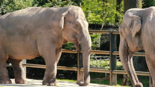 Vista Cerca Par Elefantes Que Comunican Entre Con Sus Movimientos — Vídeos de Stock