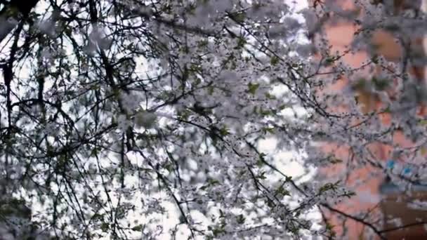 Fleur Cerisier Tremblant Dans Vent Sur Fond Lever Soleil Beauté — Video