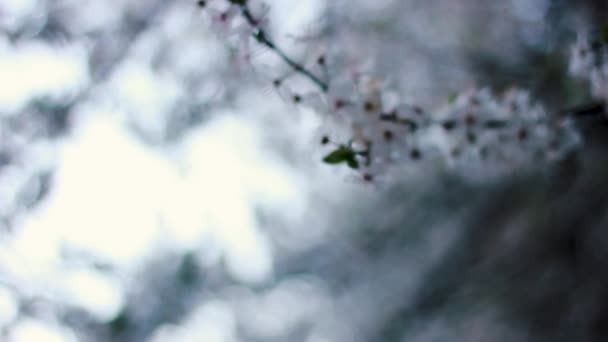 Fleur Cerisier Tremblant Dans Vent Sur Fond Lever Soleil Beauté — Video