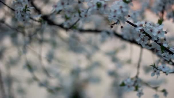 Flor Cerejeira Plena Floração Início Primavera Marcha Por Curto Período — Vídeo de Stock