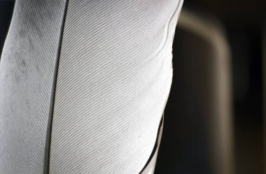 Güvercin tüyünün uç makro yakın plan görüntüsü siyah arkaplanda izole edildi