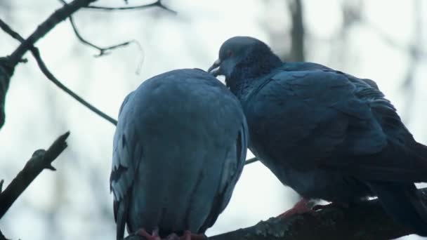 Deux Deux Pigeons Côtoient Montrant Affection Pour Leur Bec Sur — Video