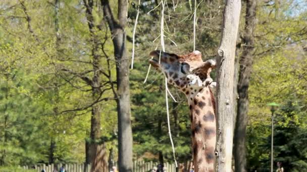 长颈鹿的脸靠得很近 它正用它的长舌在绿树下吃着一棵高大树上的灌木 — 图库视频影像