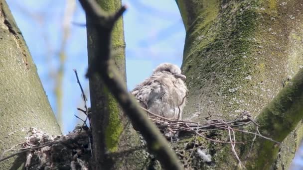 Eén Baby Euraziatische Duif Een Halsband Een Soort Columbidae Ook — Stockvideo