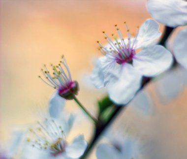 Modeliniz için kiraz çiçeği, makro yakın çekim sahneleri.