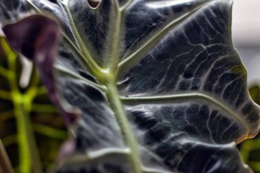 Alocasia bitkisinin yaprağını gösteren soyut arkaplan çekimi, Araceae familyasından geniş yapraklı, tüberküloz çiçekli bir bitki cinsidir..