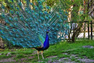 Dans eden erkek Peafowl veya tavus kuşu, Pavo kristali, yanardöner boyun ve kafa tüyleri ve arkasında ayrıntılı kuyruğu ile. Asya atıştırmalıkları ya da sokak yemekleri.