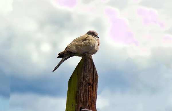One Eurasian collared dove, a species of Columbidae also known as turtle dove with Indian ring necked or pink headed relaxing or sleeping on a pole against blurred background. Bird watching