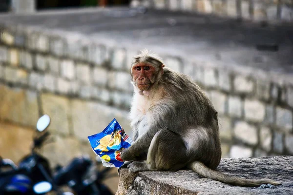 Primer Plano Del Macaco Rhesus Macaca Mulata Mono Comiendo Bolsa — Foto de Stock