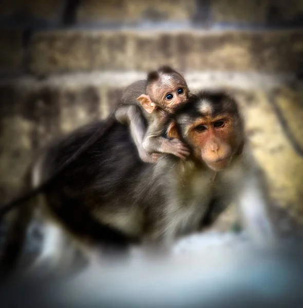 Mono Madre Llevando Bebé Hombro India Enfoque Selectivo Primer Plano — Foto de Stock
