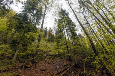 Polonya 'nın Beskid Wyspowy bölgesindeki yürüyüş sırasında yoğun ağaçların yoğun görüş açısı bulutlu hava koşullarında.