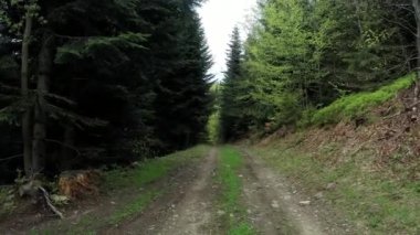 Yeşil ve ağaçlarla kaplı Polonya dağlarında yürüyüş için patika ya da yürüyüş için patika gösteren yol ya da toprak yol.