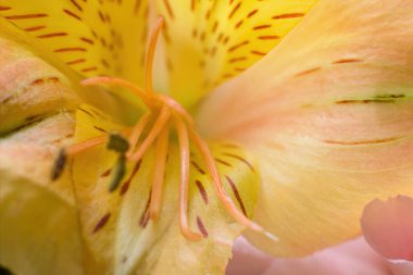 Freesia x hybrida L.H.BaileyIridaceaeFreesia ekstrem makro yakın çekim, çiçekte canlı sarı desen, doğa konsepti duvar kağıdı veya arka planda soyut güzellik.