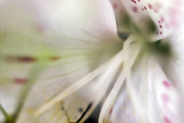 Clematis Sirozu Ranunculaceae Eski Bakire Çarşaf Çiçeği Deseninin Aşırı Makro — Stok fotoğraf