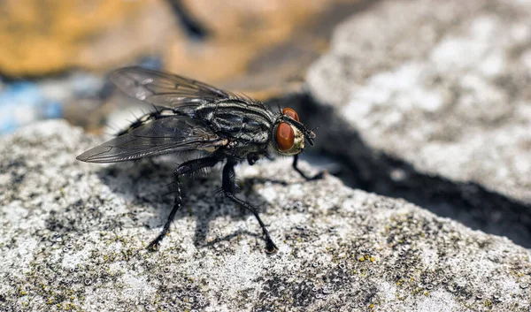 Makro Zblízka Záběr Mouchy Vědecké Jméno Sarcophaga Carnaria Sedí Betonovém — Stock fotografie