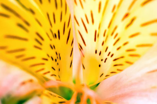 白丽花杂交种白丽花 白丽花 白丽花极端宏观特写 花朵上生机勃勃的黄色图案 抽象的自然美概念墙纸或背景 — 图库照片