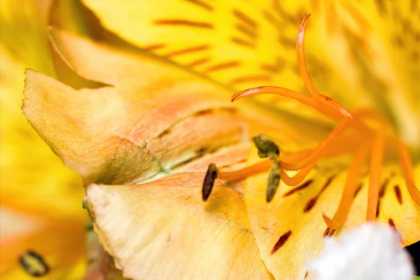 圣母百合花 极度宏观特写 中心有五彩斑斓的花纹 有种子 黄色的阴影和圆点 大自然的美丽 — 图库照片