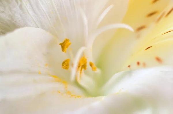 Lilium Candidum Madonna Kwiat Lilii Ekstremalne Makro Zbliżenie Pokazując Kolorowy — Zdjęcie stockowe