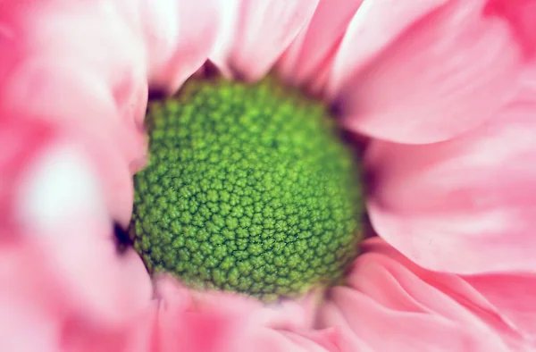 Echinacea Purpurea Moench Exteme Makro Närbild Selektiv Fokus Lila Rosa — Stockfoto