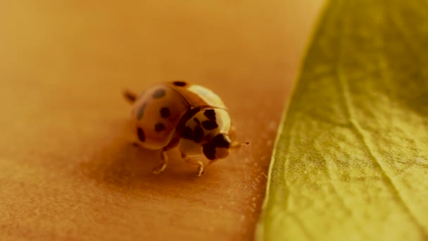 Enfoque Selectivo Macro Cerrar Fotografía Coccinellidae Pequeños Escarabajos Familia Conoce — Vídeos de Stock