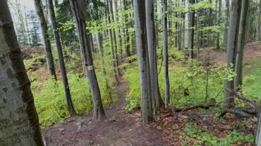 Tilt up shot of a tall green trees and trail going forward in a rain forest in the mountain in South Poland during rainy weather near Lubon wielki region.