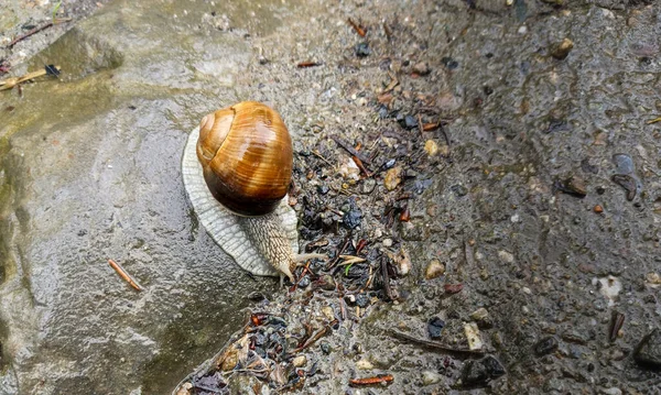 Close Snail Shelled Gastropod Land Snails Terrestrial Pulmonate Gastropod Molluscs — Stock Photo, Image