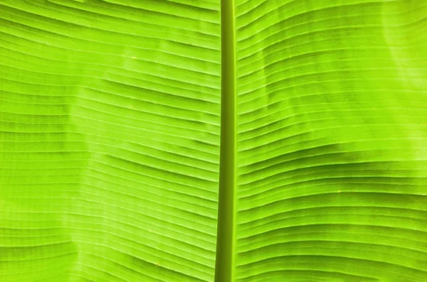 緑色のバナナの葉のマクロショット 最上階だ 新鮮に見える エキゾチックで夏の熱帯です 抽象的で質感 — ストック写真