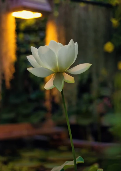 Nelumbo Nucifera Die Blume Die Sich Einem Sonnenlicht Sonnt Auch — Stockfoto