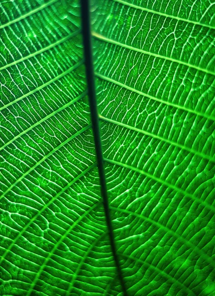 濃い緑の葉のテクスチャ上のラインアートパターンマクロ写真 — ストック写真
