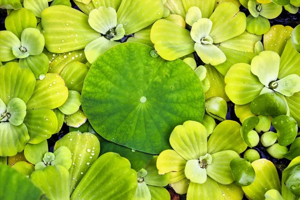 Stelletje Lotus Lelie Bloemblaadjes Het Water Groen Abstract Patroon Natuur — Stockfoto